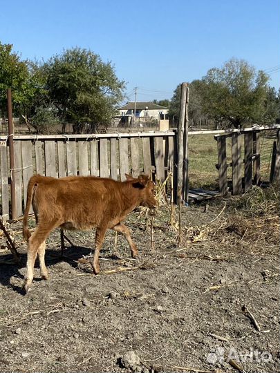 Коровы телята