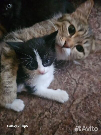 Котята в добрые руки