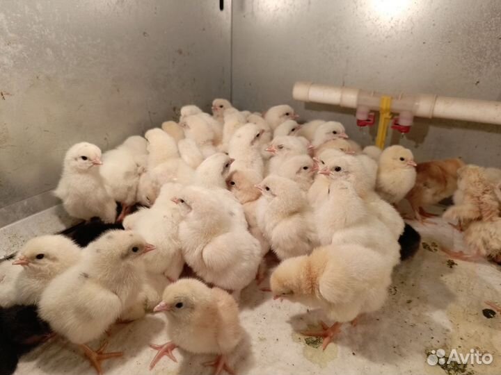 Цыплята суточные