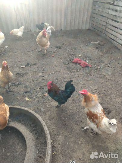 Куры петухи