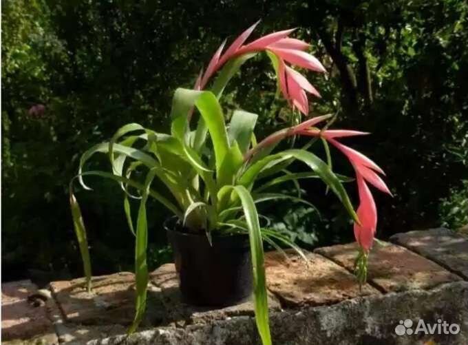 Бильбергия