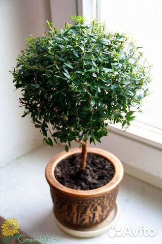 Мирт семена