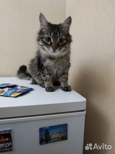 Кошечка в добрые руки