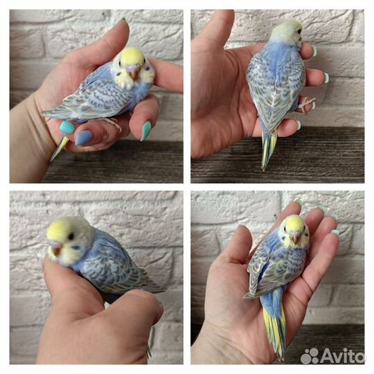 Радужные самцы от 33 дней