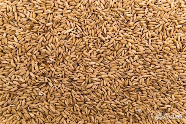 Овес пшеница