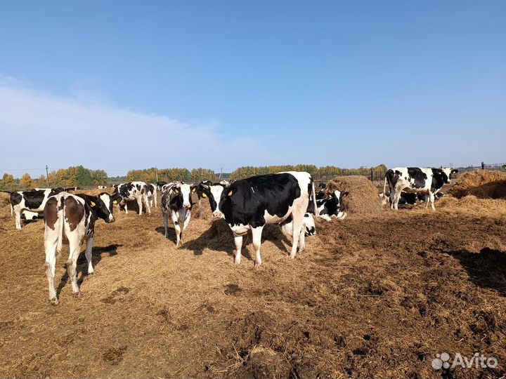 Нетели, стельность 4-9 мес