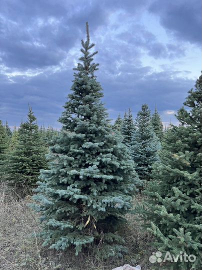 Ель Голубая Глаука Колючая Пицеа Пунгенс в стрижке