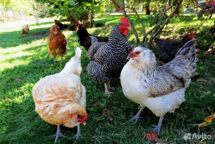 Куры несушки доминант