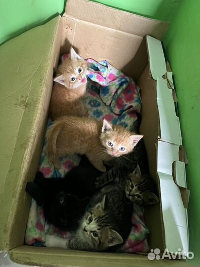 Котята в добрые руки