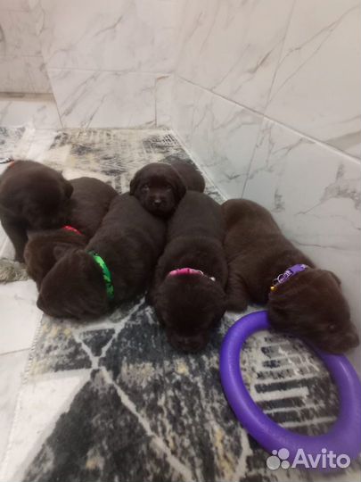 Щенки лабрадора шоколадные