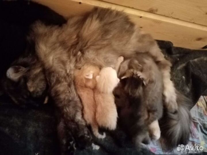 Сибирские котята