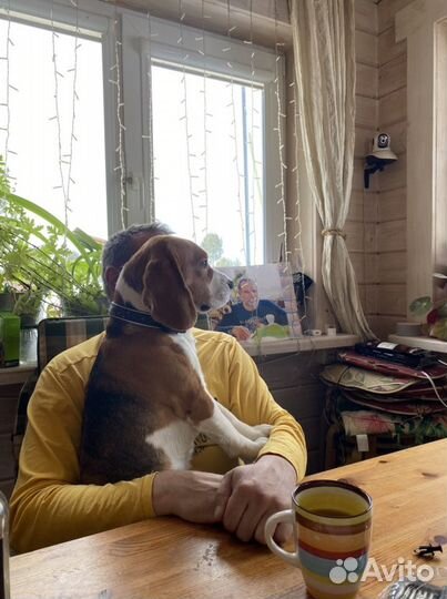 Бигль вязка