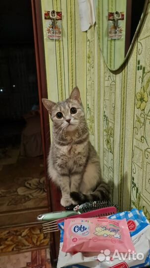 Британская кошка