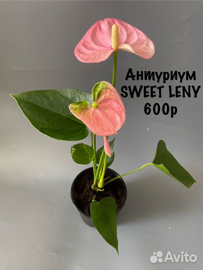 Антуриум sweet leny