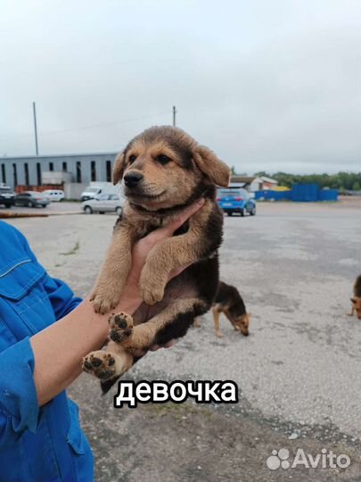 Собака в добрые руки щенок