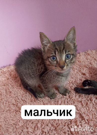 Котята