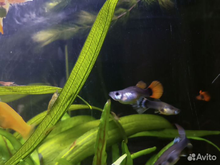 Рыбки гуппи, креветки и аквариумные растения
