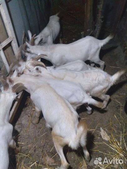 Козел зааненский