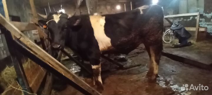 Быки на мясо