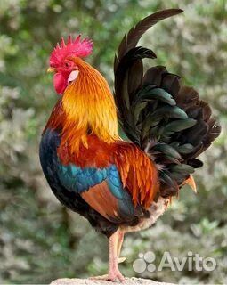Куры петухи