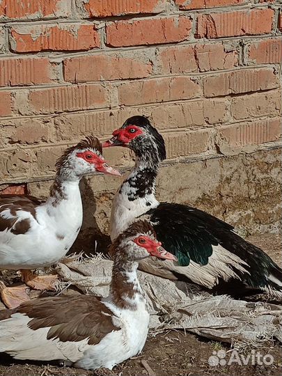 Мускусные утки