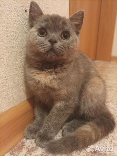 Котята британские плюшевые