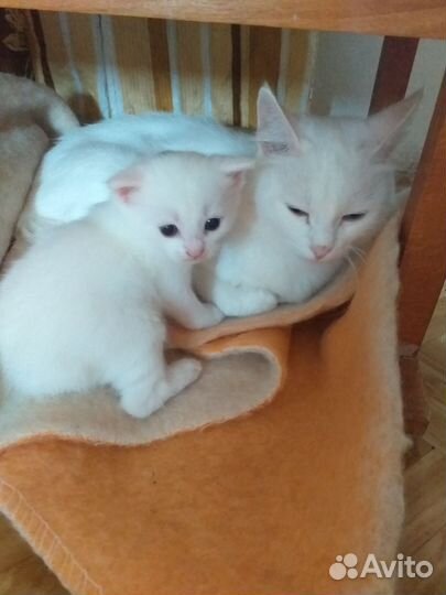 Котик белый голубоглазый