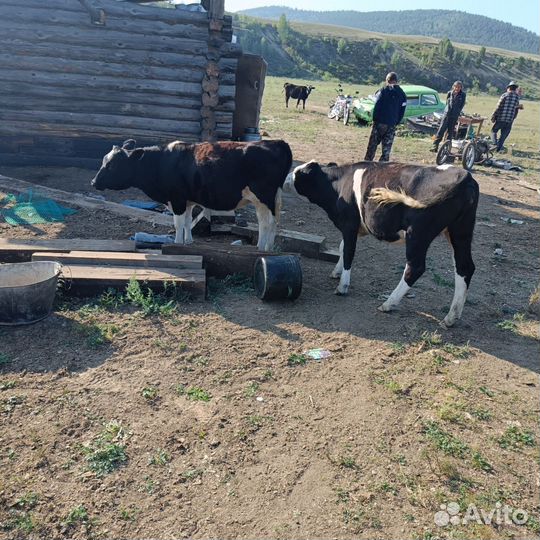 Телочки. Возраст 1,9