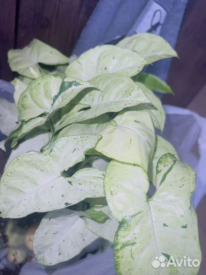 Сингониум Фреклесс