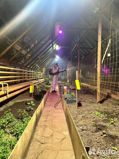 Уничтожение Тараканов, Клопов, Мышей, Клещей