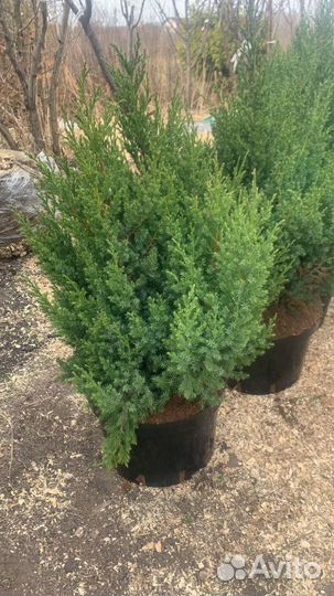 Можжевельник стрикта