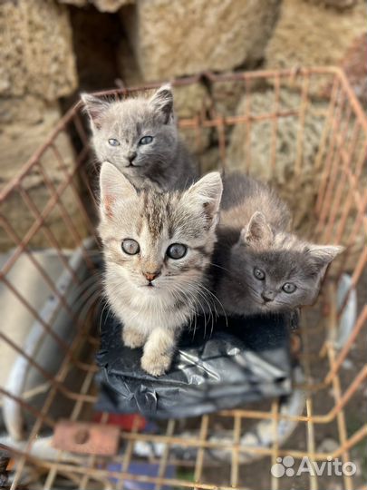 Котята в добрые руки