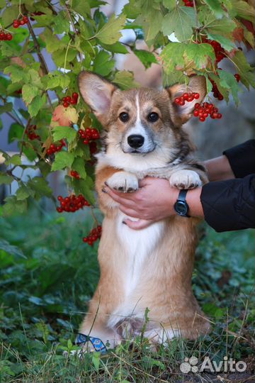 Щенки Вельш Корги Пемброк