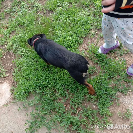 Найдена собака