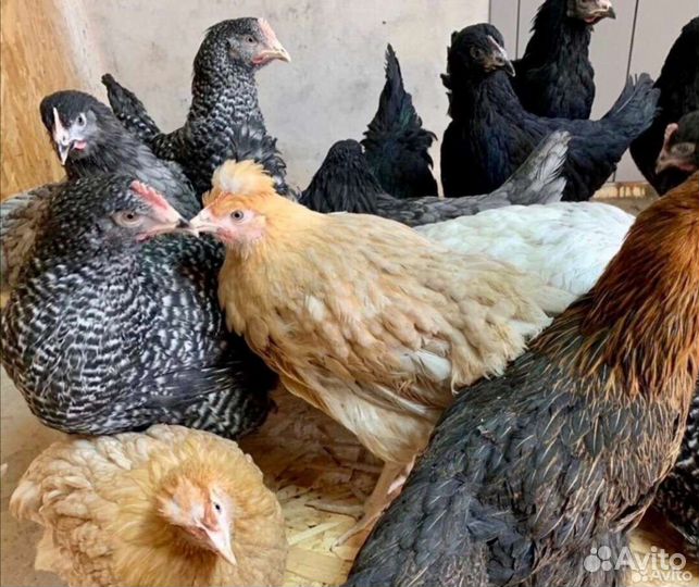 Куры молодки