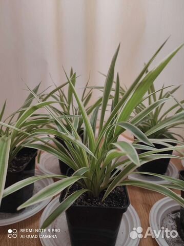 Комнатные растения. Хлорофитумы