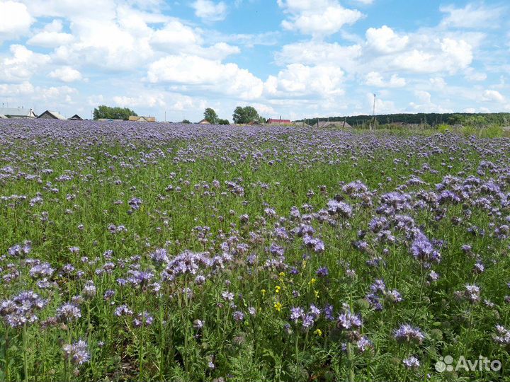 Семена фацелии медонос сидерат