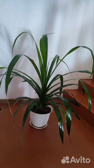 Офисный цветок