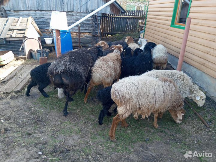 Овцы бараны ягнята оптом