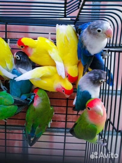 Попугай неразлучник и другии