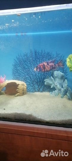 Цихлиды. Мультиколор