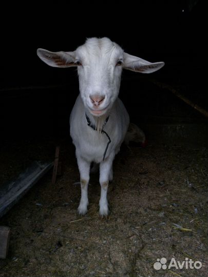 Коза дойная молочная