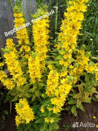 Многолетние садовые растения