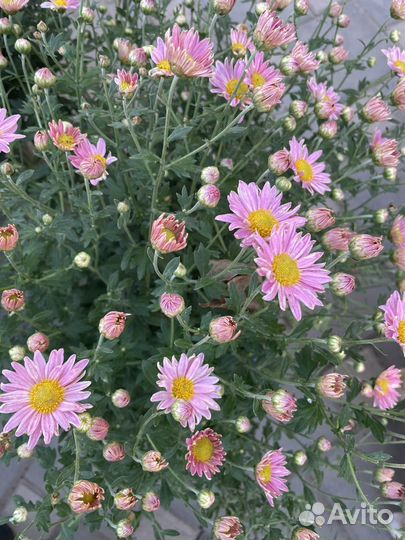 Хризантема в горшке