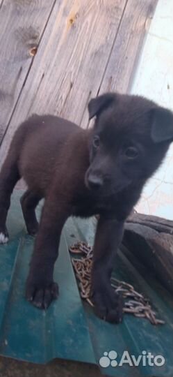 Щенята от овчарки и кане корсо