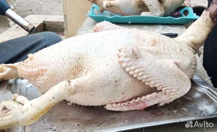 Мясо индоутки