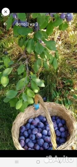 Саженцы сирени, сливы, хрен, облепиха, крыжовник