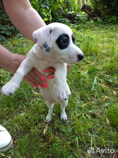Щенки джек рассел терьер