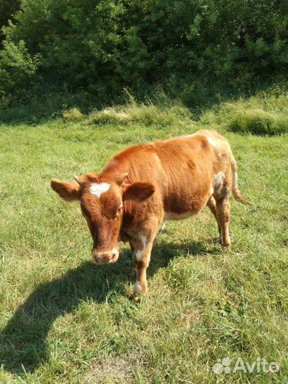 Тёлка айширской породы