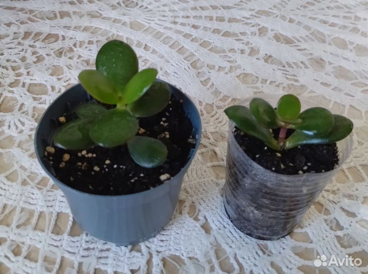 Фикус Эластика. Крассула-денежное дерево